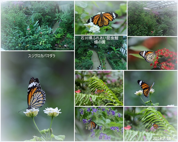 スジグロカバマダラ　　蝶の楽園