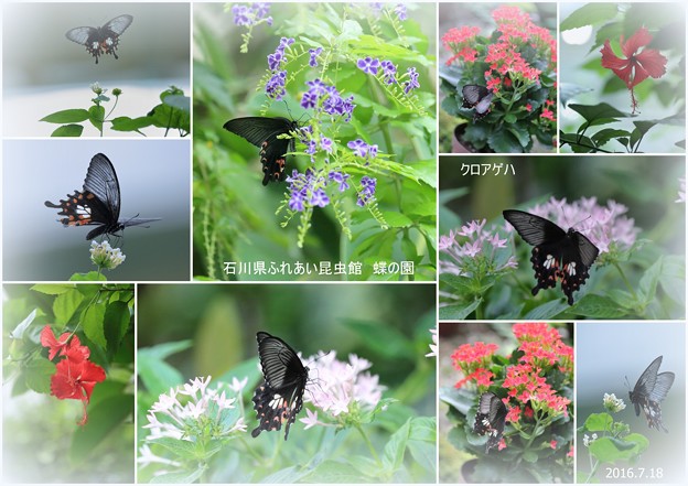 クロアゲハ　　蝶の楽園