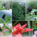 シロオビアゲハ　　蝶の楽園