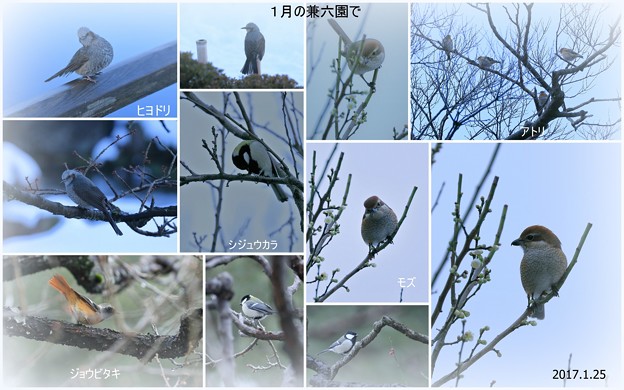 Photos: 1月の兼六園で　野鳥