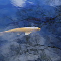 霞ヶ池の鯉