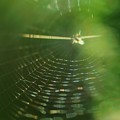 Photos: 蜘蛛の巣アート　１