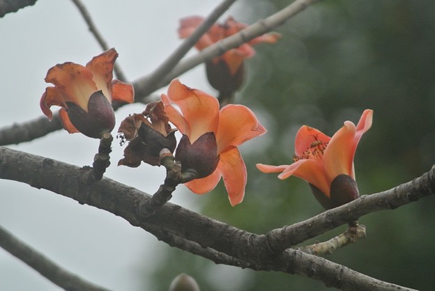 Photos: 空に向かって花びらを広げるインドキワタの木