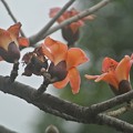 Photos: 空に向かって花びらを広げるインドキワタの木